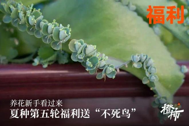 队橙柿送“认养一头牛”牛奶2箱pg电子首页全网助力浙BA杭州(图1)